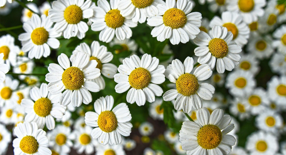 Chamomile