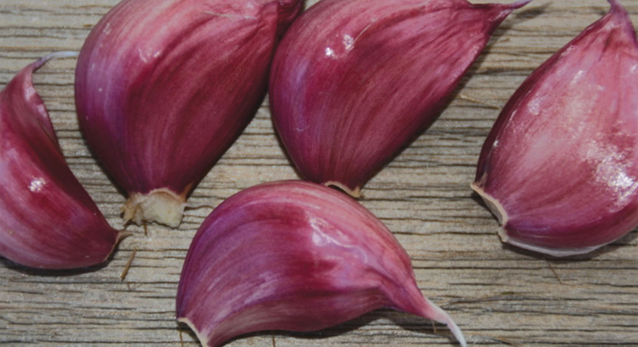 Red Garlic