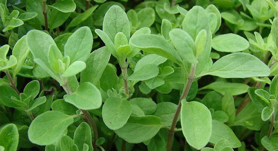 Marjoram